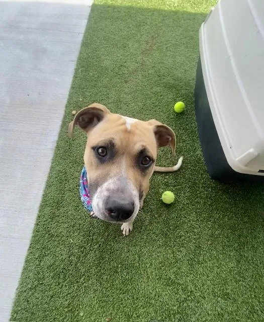 A young medium-sized male Yellow / Tan / Blond / Fawn Pit Bull Terrier dog named Ash for adoption in Fayetteville, AR