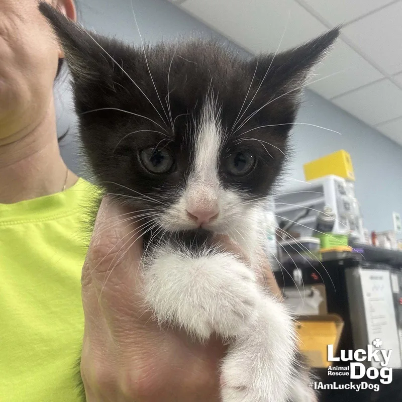 A baby medium-sized female Black & White / Tuxedo Domestic Short Hair cat named Bakka for adoption in Washington, DC