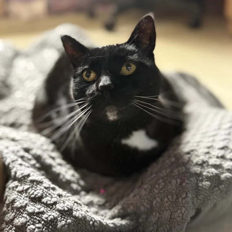 A senior large-sized female Black Domestic Short Hair cat named Mimi for adoption in Fairport, NY