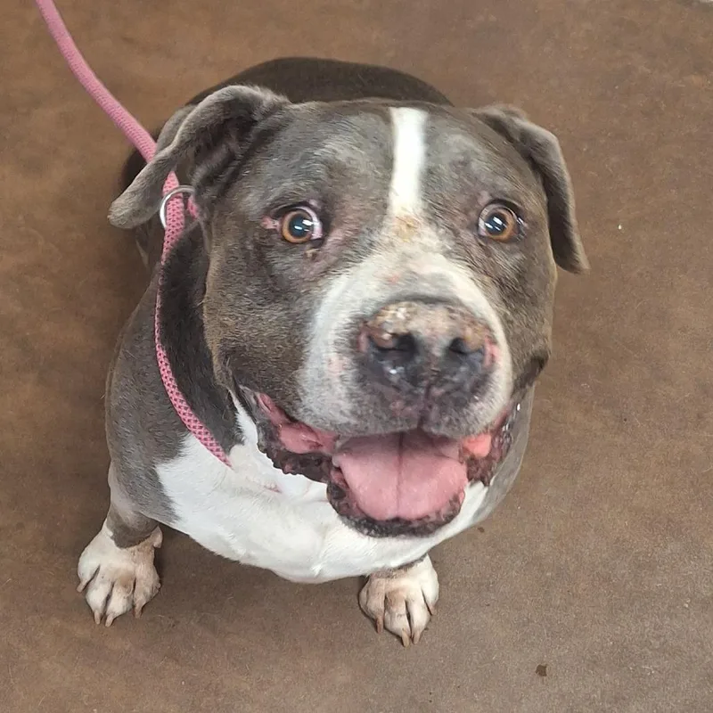 A senior large-sized male Brown / Chocolate American Staffordshire Terrier dog named Baby for adoption in Flagstaff, AZ