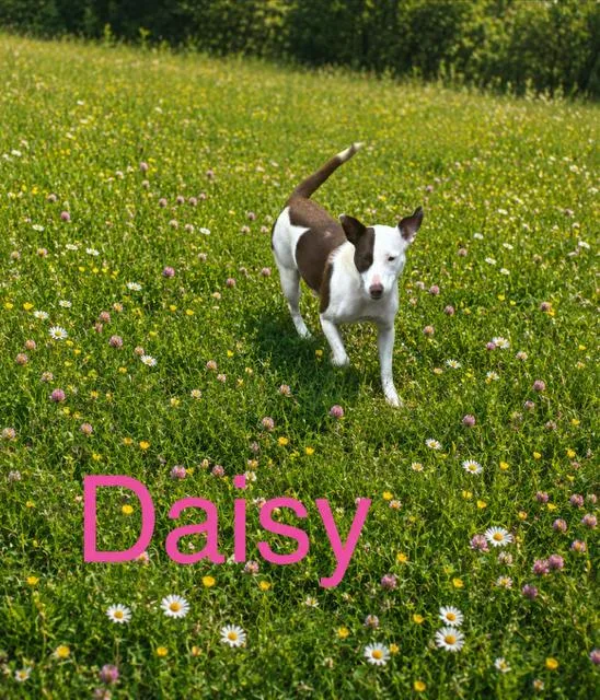 A young medium-sized female Pit Bull Terrier dog named Daisy for adoption in Zimmerman, MN