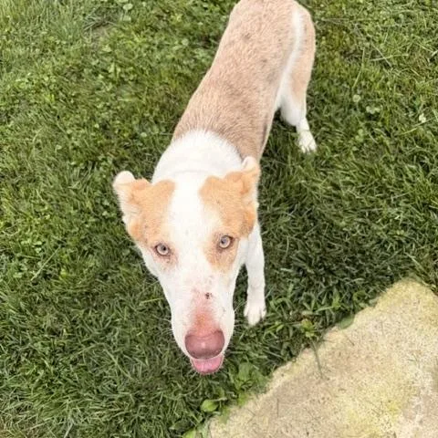 A young large-sized male Australian Shepherd dog named Knox for adoption in Bryan, OH