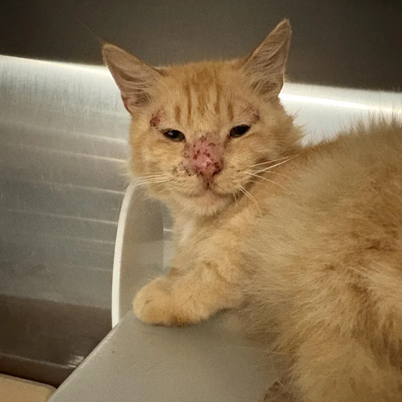 An adult medium-sized male Orange / Red Domestic Medium Hair cat named StrayPierpontAvenue for adoption in Columbus, GA