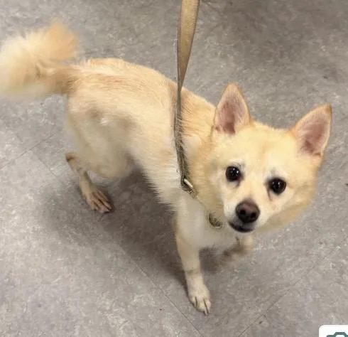 A young small-sized male Chihuahua dog named Biscuit for adoption in Philadelphia, PA