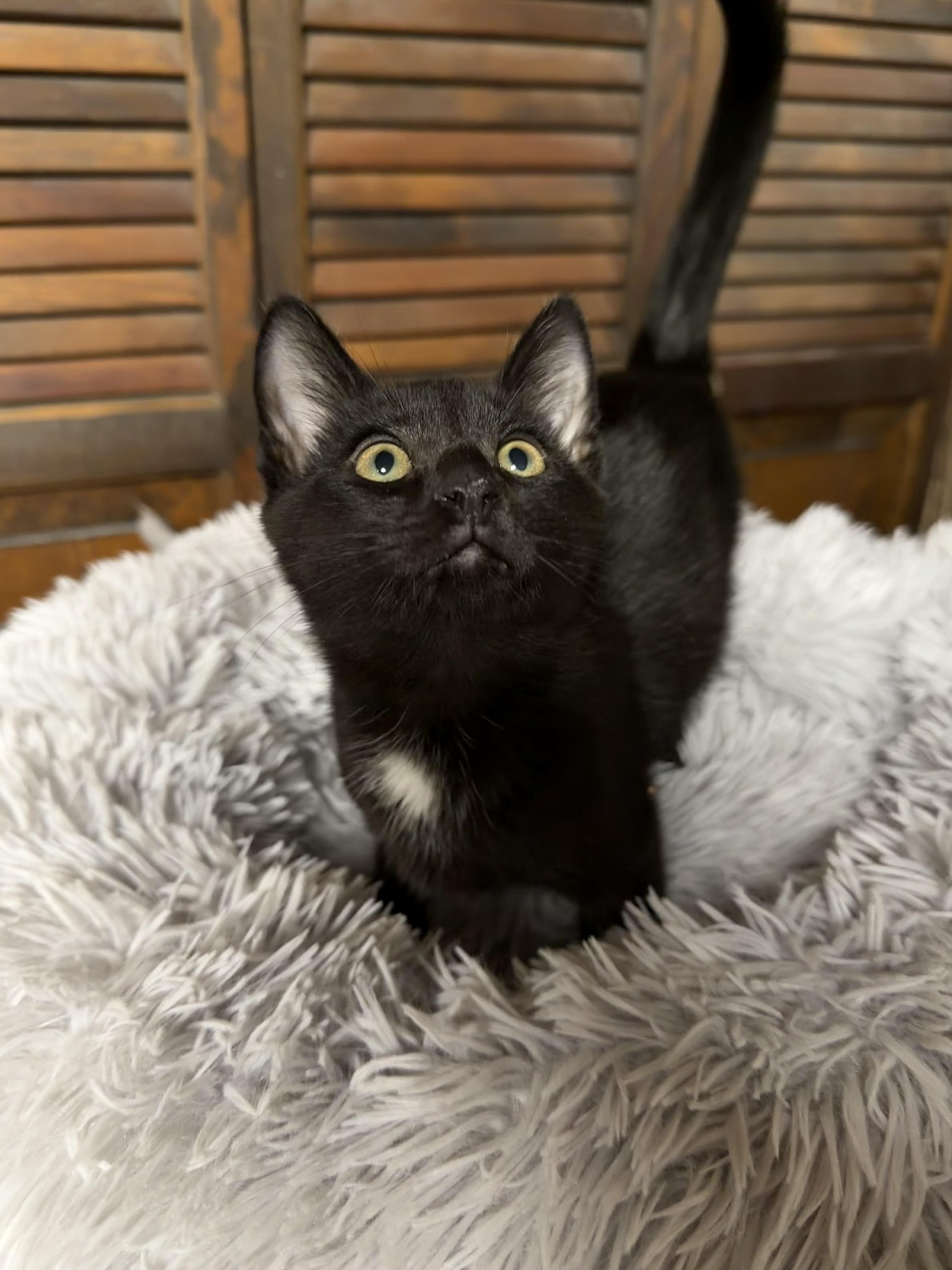 A baby medium-sized male Black Domestic Short Hair cat named Vern for adoption in BUTLER, PA