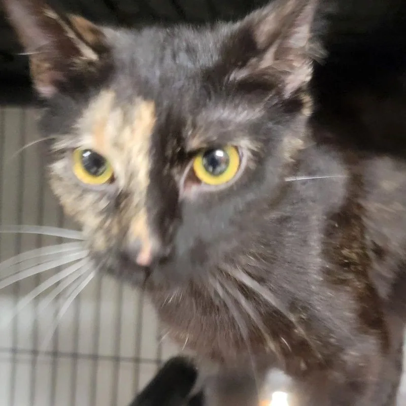 A young medium-sized female Tortoiseshell Domestic Short Hair cat named Trina for adoption in Wilmington, DE