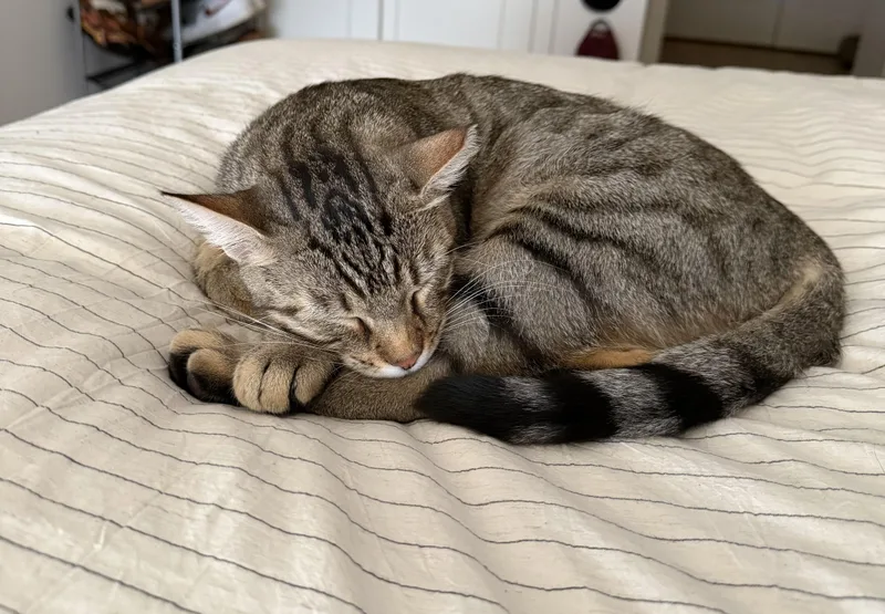 An adult medium-sized female Tabby (Brown / Chocolate) Domestic Short Hair cat named Rosie for adoption in Philadelphia, PA