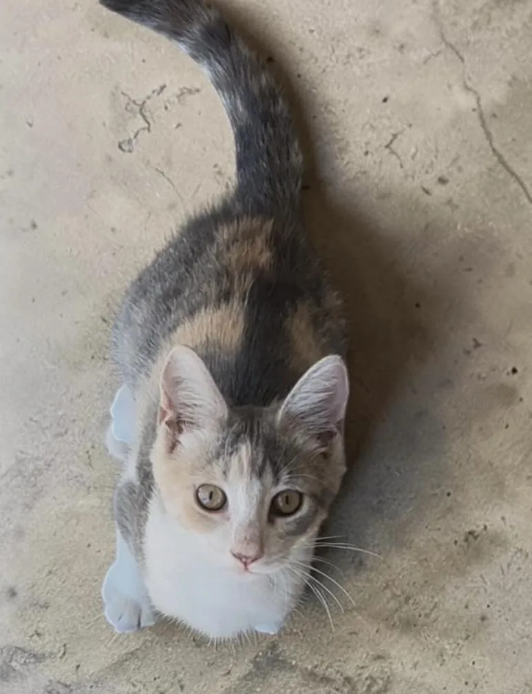 A baby medium-sized female Dilute Calico Domestic Short Hair cat named Aquamarine INDOOR ONLY for adoption in Stockton, CA
