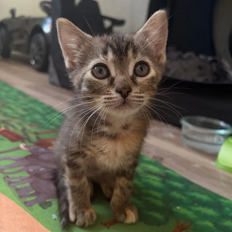 A baby small-sized female Torbie Domestic Short Hair cat named Blush for adoption in Deerfield, IL