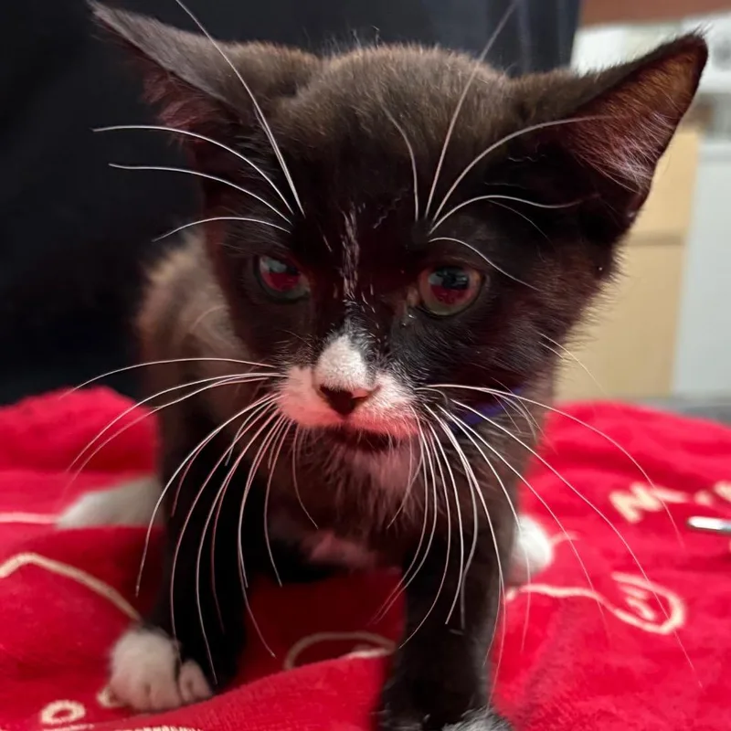 A baby small-sized male Black Domestic Short Hair cat named Donkey for adoption in Lakeland, FL