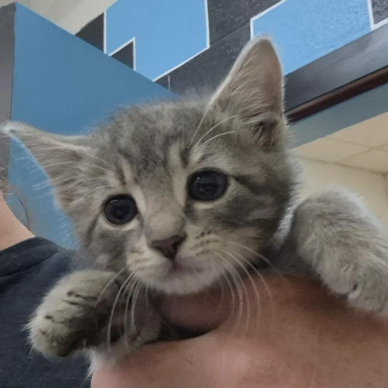 A baby small-sized female Gray / Blue / Silver Domestic Short Hair cat named Creamer for adoption in Ardmore, OK