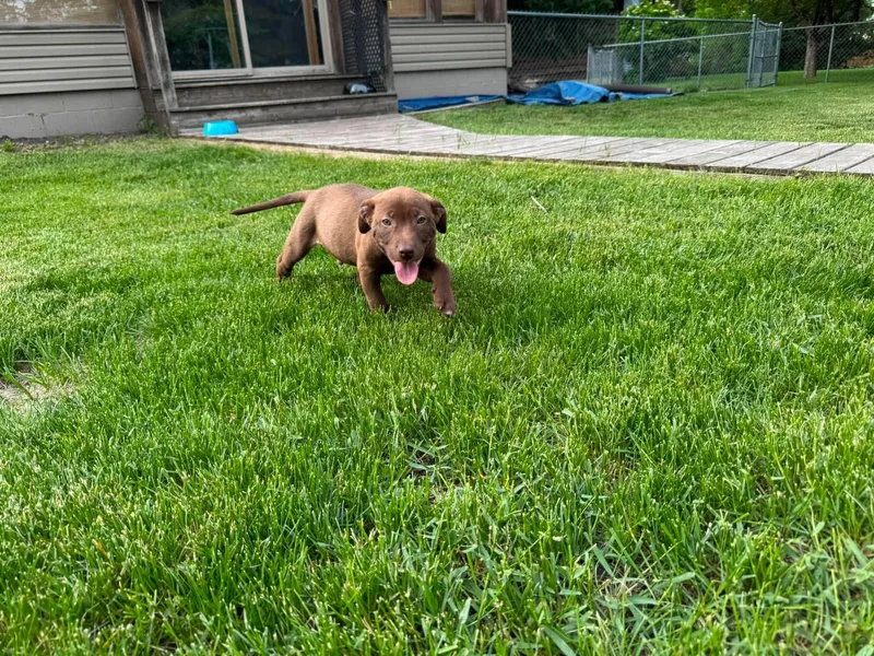 A baby medium-sized male Brown / Chocolate Labrador Retriever dog named Hondo for adoption in Grand Forks, ND