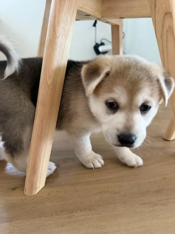 A baby medium-sized male German Shepherd Dog dog named Everest for adoption in Escondido, CA