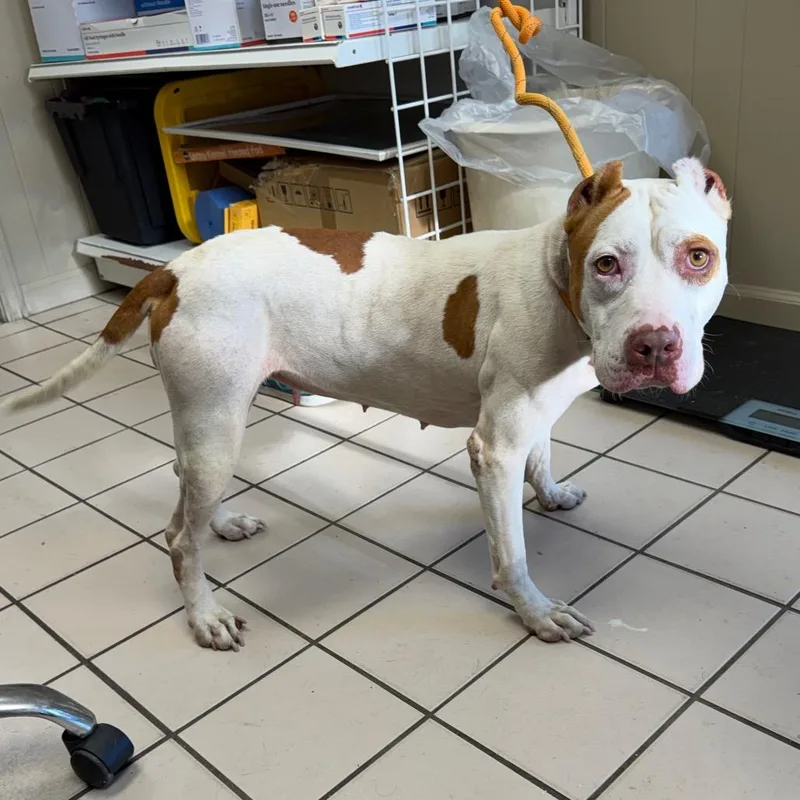 An adult medium-sized female White / Cream Pit Bull Terrier dog named TUSCStray for adoption in Tuscaloosa, AL