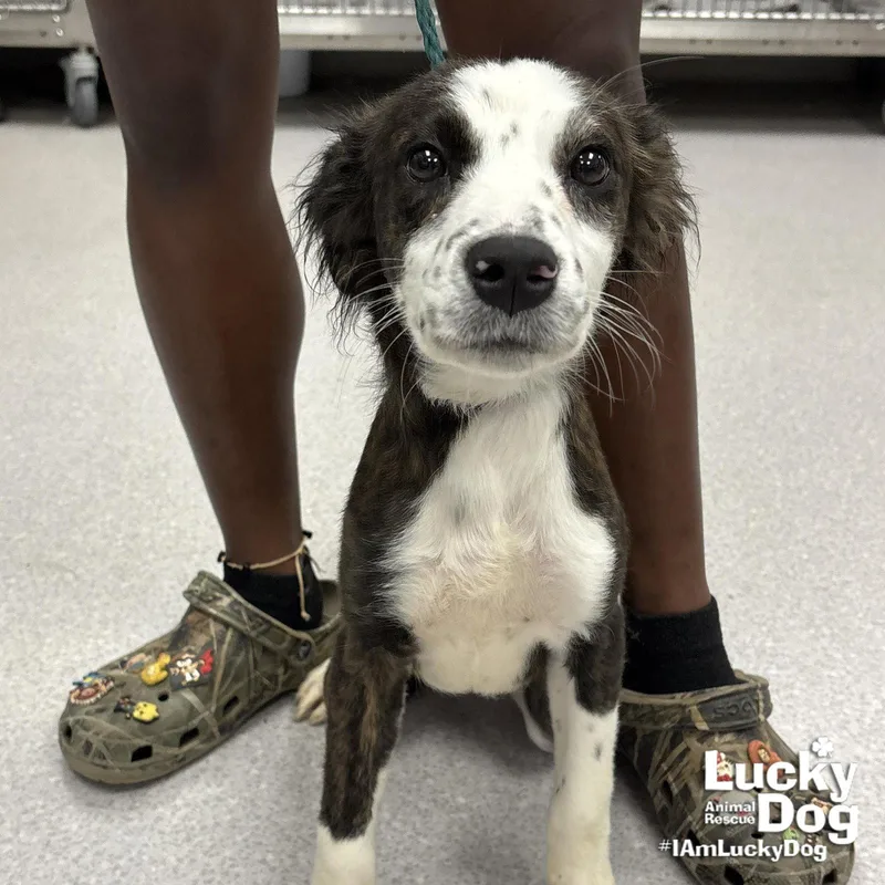 A young small-sized female Spaniel dog named Stana for adoption in Washington, DC