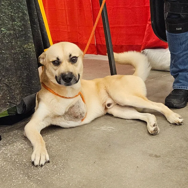 An adult medium-sized male Yellow / Tan / Blond / Fawn Mixed Breed dog named Texas for adoption in Lake Panasoffkee, FL