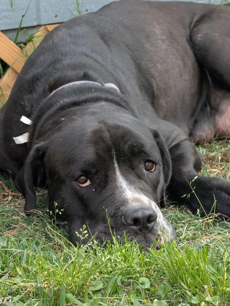 An adult extra large-sized female Black Cane Corso dog named Jojo for adoption in Baton Rouge, LA