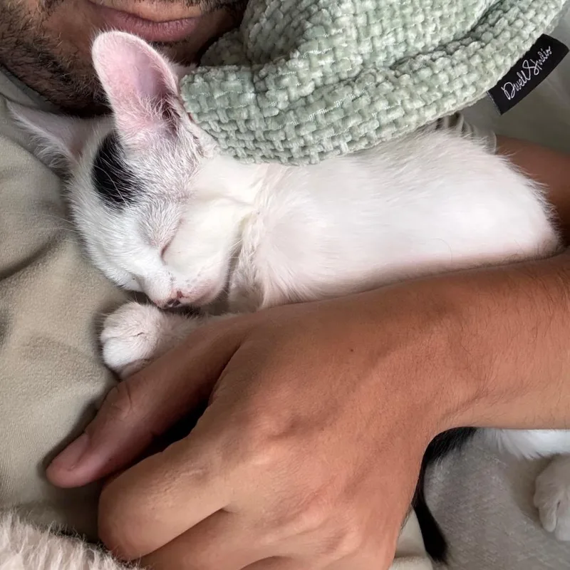 A baby small-sized female White Domestic Short Hair cat named Olivia Pawdrigo for adoption in Los Angeles, CA