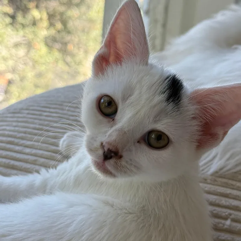 Olivia Pawdrigo thumbnail 2