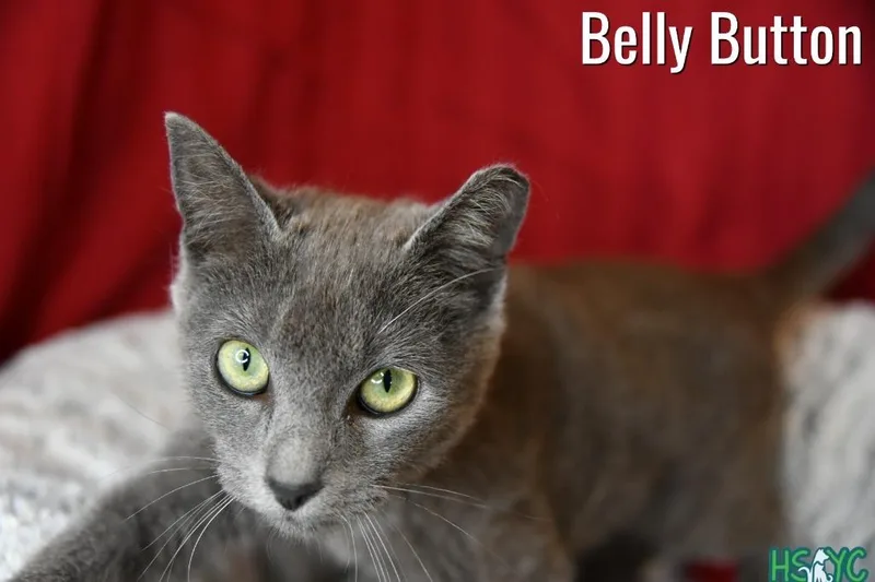 A baby medium-sized female Domestic Short Hair cat named Belly Button for adoption in Fort Mill, SC