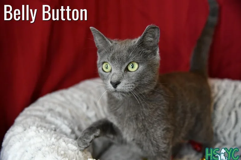 Belly Button thumbnail 2
