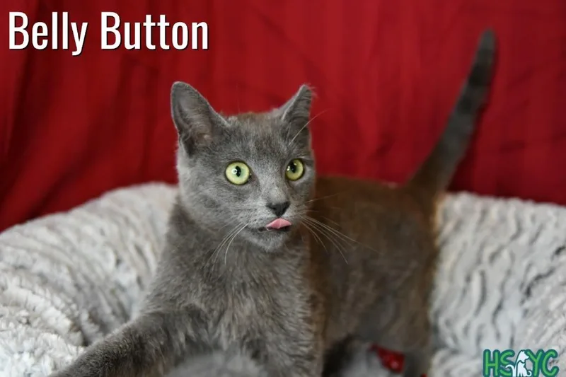 Belly Button thumbnail 3