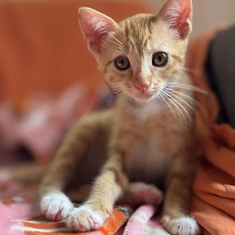 A baby small-sized male Orange / Red Domestic Short Hair cat named Yamal for adoption in Tustin, CA