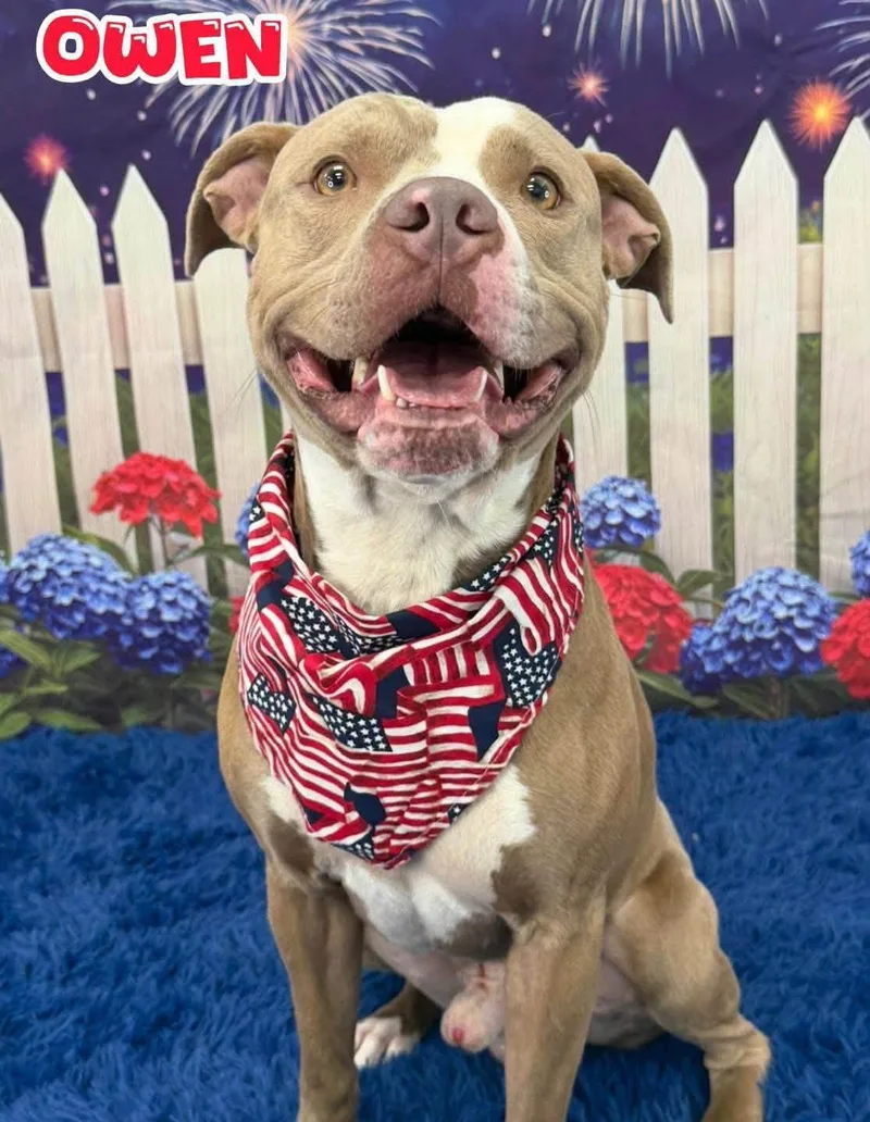 An adult medium-sized male Apricot / Beige Mixed Breed dog named Owen for adoption in Flint, MI