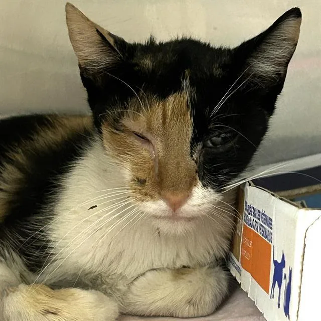 An adult medium-sized female Domestic Short Hair cat named Vanessa for adoption in San Antonio, TX