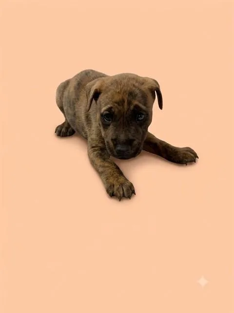 A baby small-sized male Mixed Breed dog named Gilbert for adoption in Jacksonville, FL