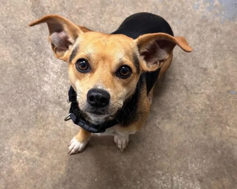 A young small-sized male Chihuahua dog named Burk for adoption in Dalton, GA