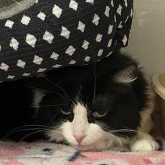 An adult large-sized female Black Domestic Short Hair cat named Tux for adoption in Green Valley, AZ