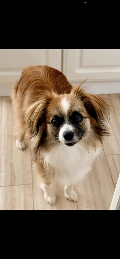 An adult small-sized female Tricolor (Brown, Black, & White) Shepherd dog named Smores for adoption in Irwin, PA