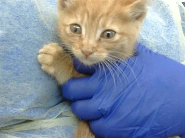 A baby medium-sized female Domestic Medium Hair cat named Royal for adoption in Dallas, TX