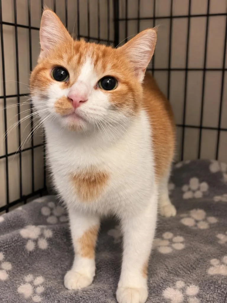 An adult medium-sized female Domestic Short Hair cat named Polly Pocket for adoption in Parkville, MD
