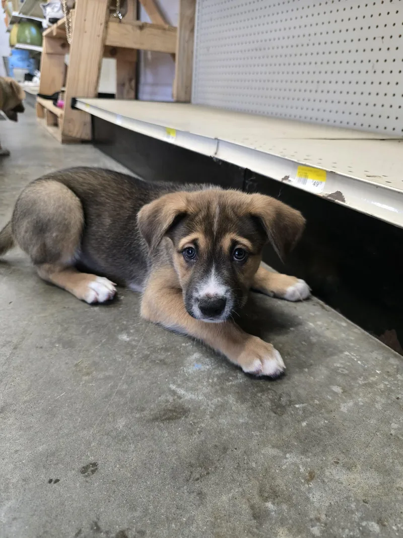 A baby medium-sized male Mixed Breed dog named Stanley for adoption in Holbrook, NY