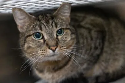 An adult small-sized male Domestic Short Hair cat named Sully for adoption in Golden Valley, MN