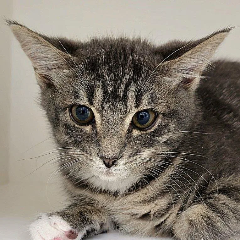 A baby small-sized female Domestic Short Hair cat named Buckle for adoption in Cumming, GA
