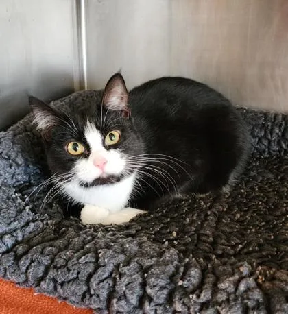 A young medium-sized female Black & White / Tuxedo Domestic Short Hair cat named Ruby for adoption in Fairfield, IA