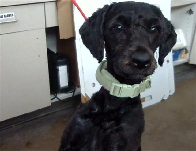 A young medium-sized male Mixed Breed dog named Merit for adoption in Dallas, TX