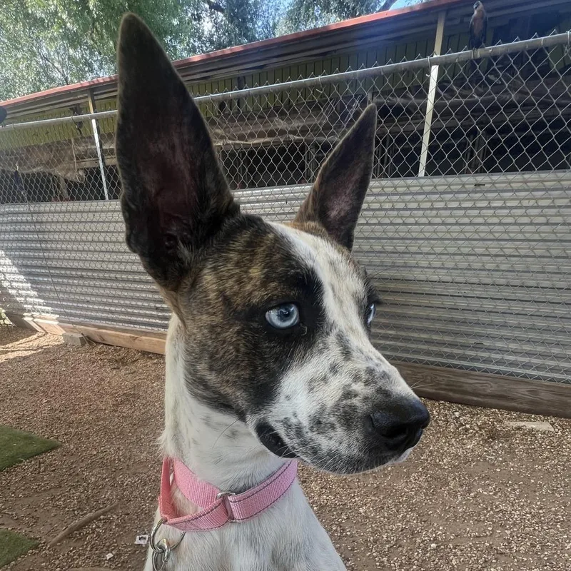 An adult medium-sized female White / Cream Catahoula Leopard Dog dog named Polka Dot for adoption in Austin, TX