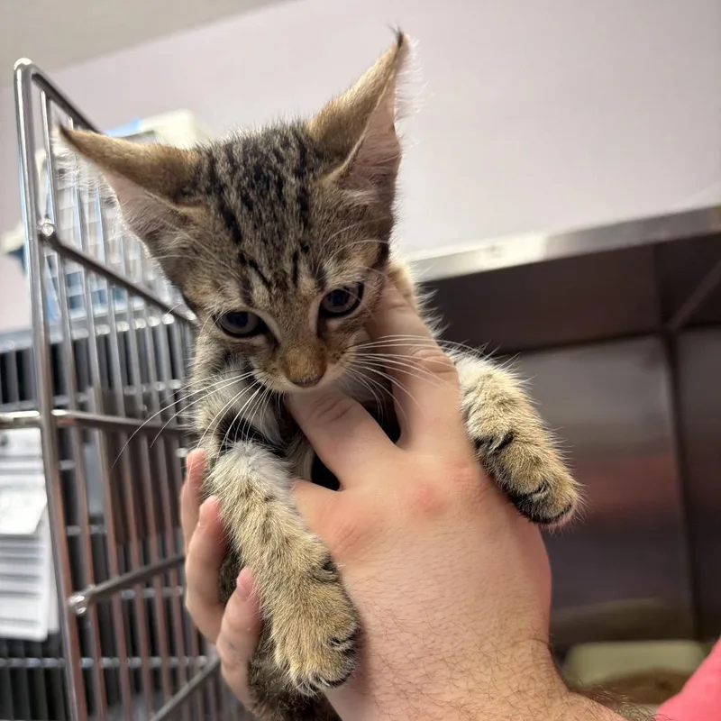 A baby small-sized female Brown / Chocolate Domestic Short Hair cat named Bing for adoption in Port Charlotte, FL