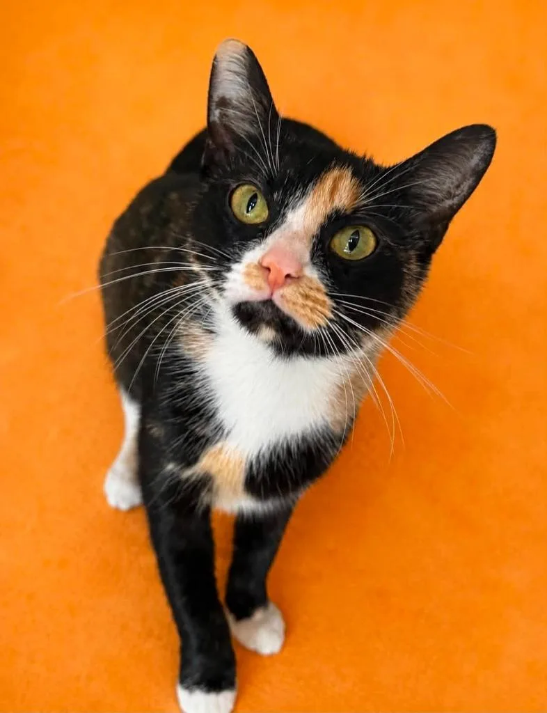 A young small-sized female Domestic Short Hair cat named Diamond for adoption in Columbia, TN