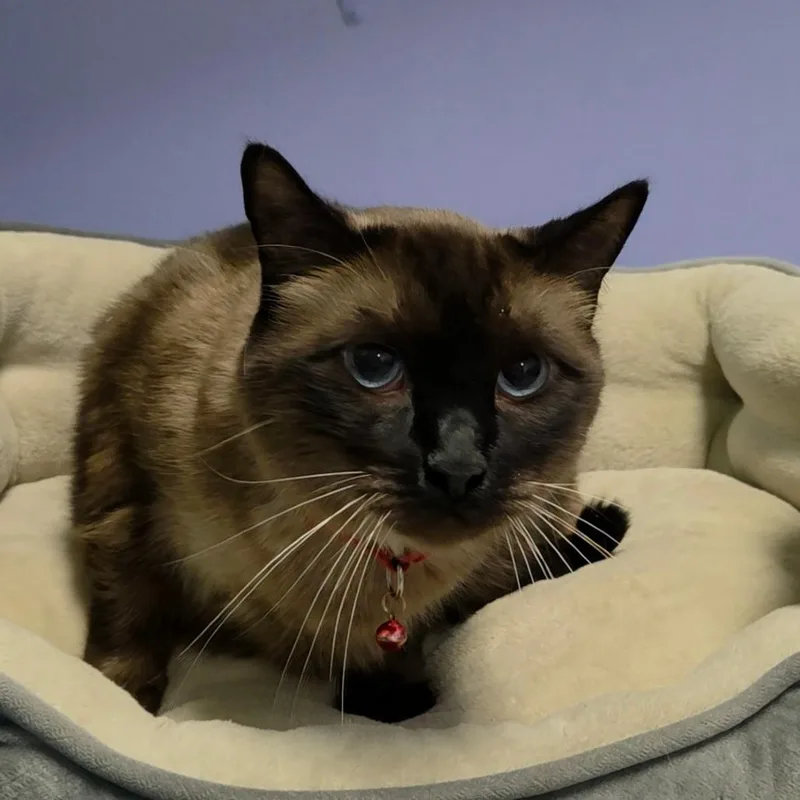 A senior extra large-sized male Brown / Chocolate Siamese cat named Ming for adoption in Henderson, NV