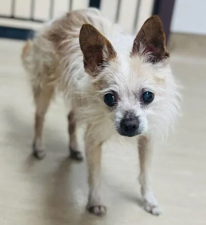 A senior small-sized male Mixed Breed dog named Jimmy Jazz for adoption in West Chester, PA