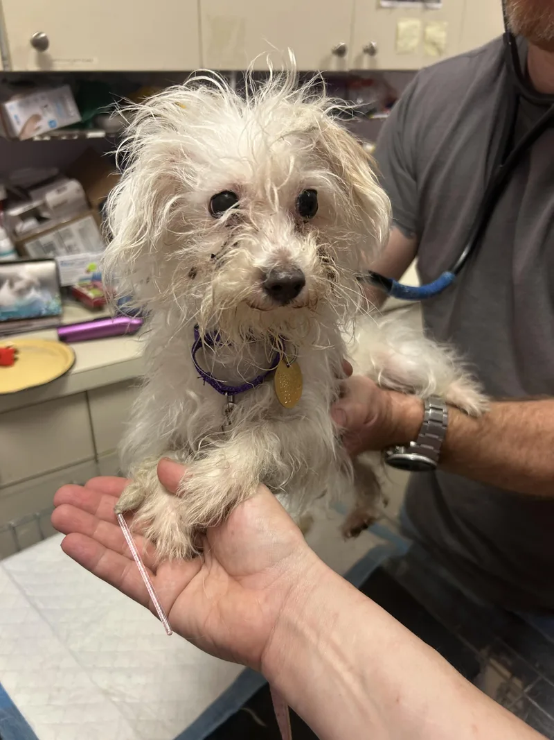 A young small-sized female White / Cream Maltese dog named Glinda for adoption in Oak Ridge, NJ