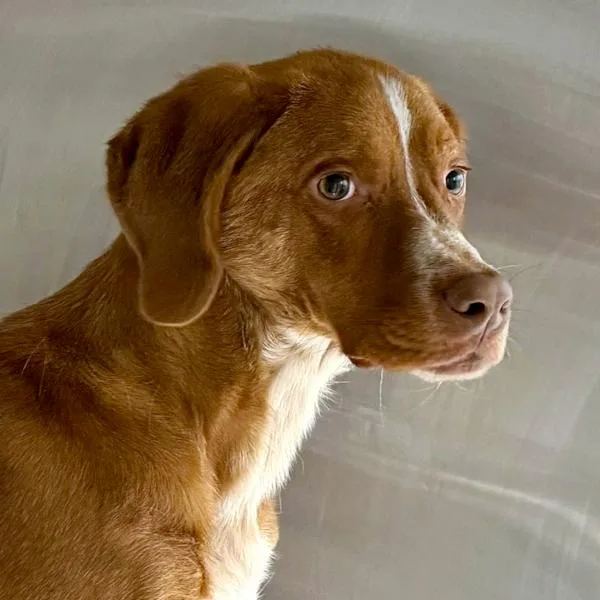 A young medium-sized male Labrador Retriever dog named Carl for adoption in Des Moines, IA