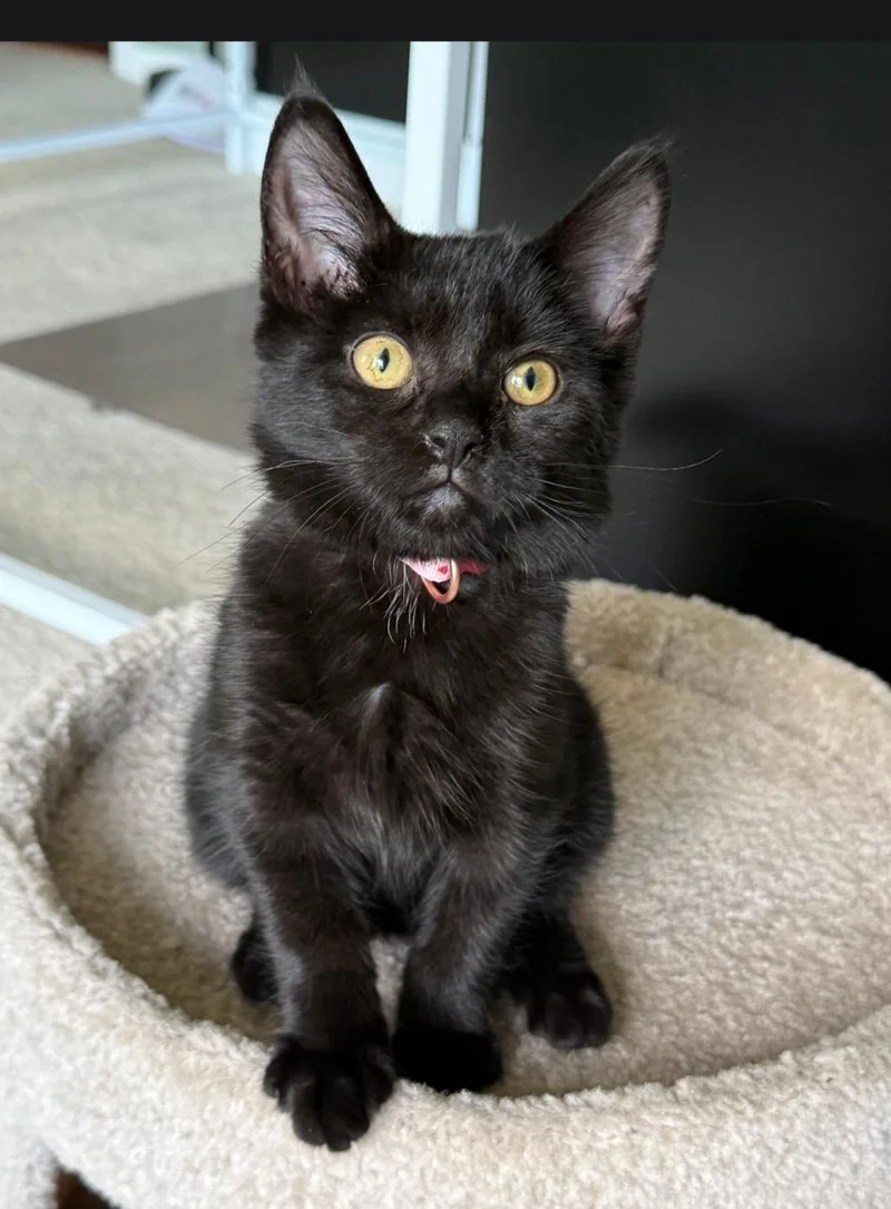 A baby medium-sized female Black Domestic Short Hair cat named Morticia for adoption in Freemansburg, PA
