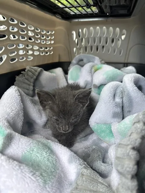 A baby small-sized male Domestic Short Hair cat named Grogu for adoption in San Antonio, TX