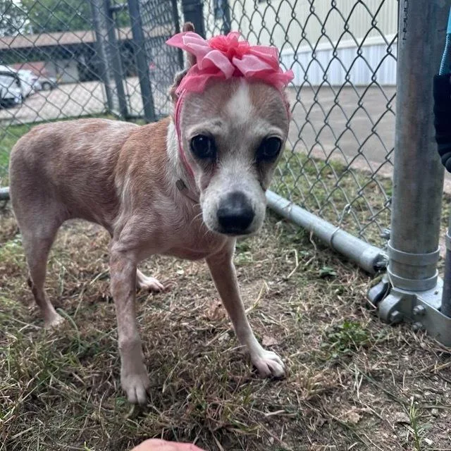 A senior small-sized female Chihuahua dog named Sherry for adoption in Aurora, CO